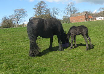 Rackwood Riddler, Fell pony foal